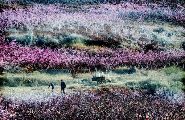 圖片1_副本.png 圖片1_副本.png