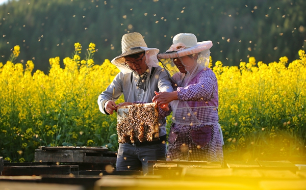 圖4:但得蜜成眾口甘_副本.jpg 圖4:但得蜜成眾口甘_副本.jpg