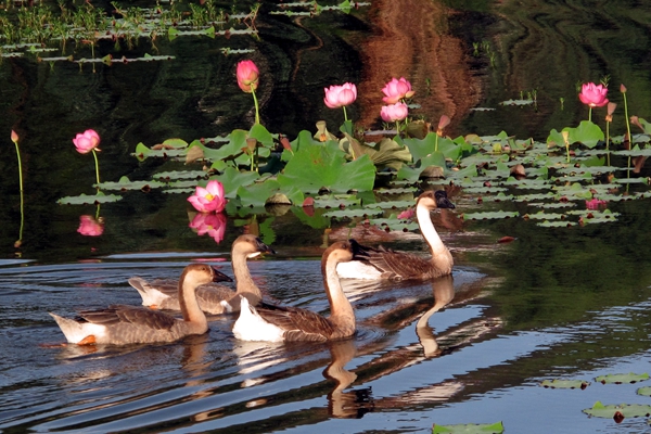 IMG_6815張紹碧攝_副本.jpg IMG_6815張紹碧攝_副本.jpg