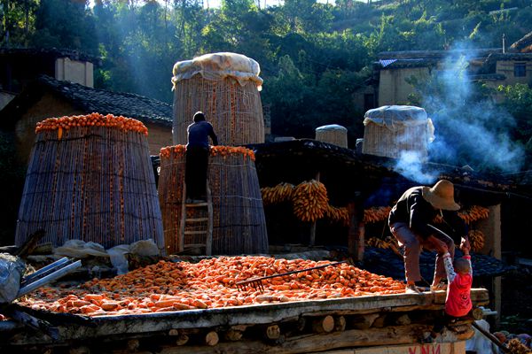 秋高氣爽晾曬忙 展望豐收好年景_副本.jpg 秋高氣爽晾曬忙 展望豐收好年景_副本.jpg