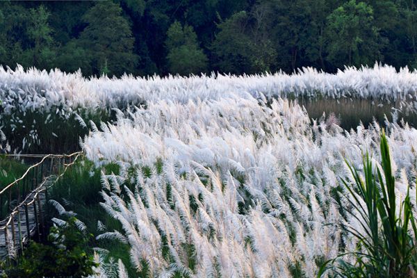 盈江_副本.jpg 盈江_副本.jpg