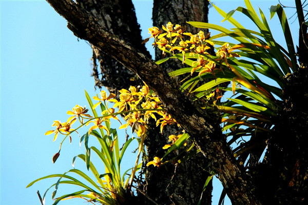 紅河.jpg 紅河.jpg