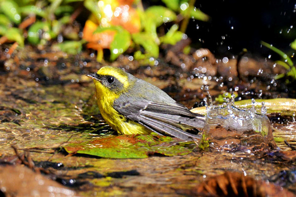 DSC_4787_comps_副本.jpg DSC_4787_comps_副本.jpg