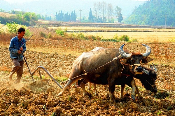 曲靖:驚蟄到 春耕忙(龔學權).jpg