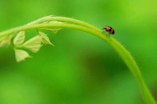 一鼓輕雷驚蟄后 細篩微雨落梅天 (張一枚 攝).jpg
