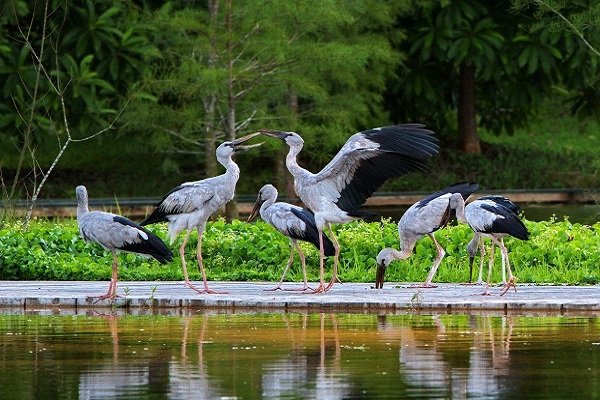 西雙版納:鸛之舞 周榮.jpg