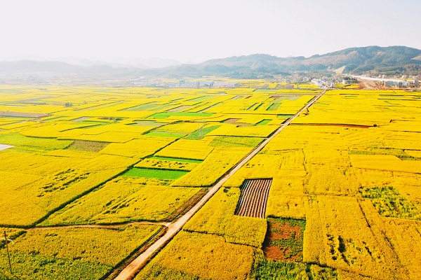 油菜花.jpg 油菜花.jpg