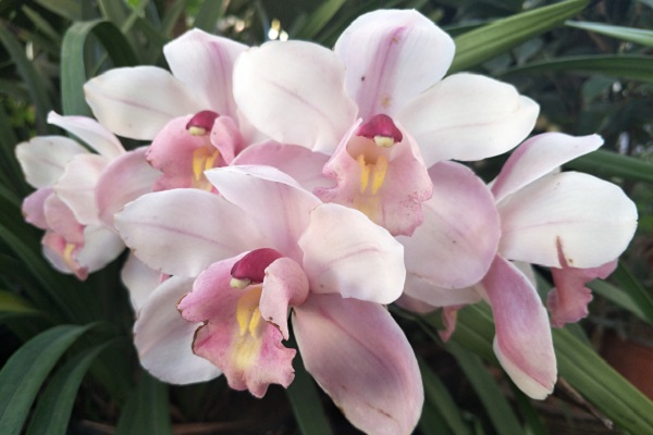 楚雄姚安.jpg 楚雄姚安.jpg