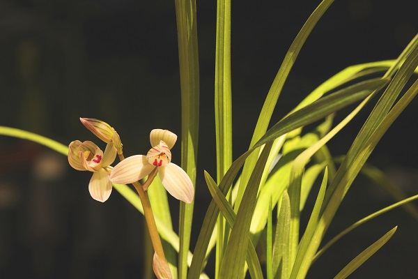 楚雄州楚雄市.jpg 楚雄州楚雄市.jpg