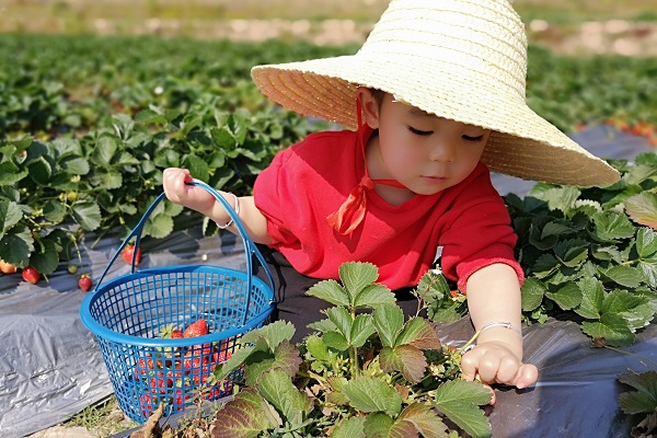 普洱.jpg 普洱.jpg