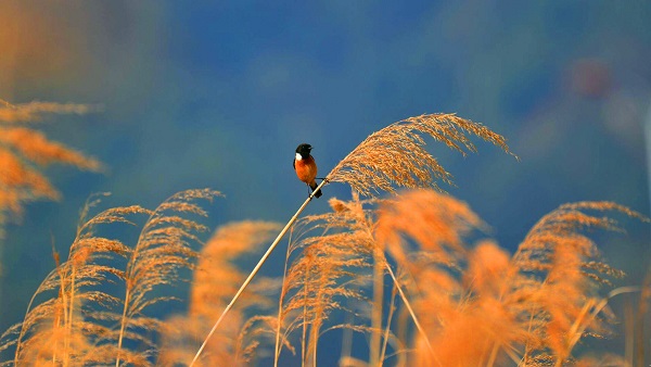 11五華.jpg 11五華.jpg