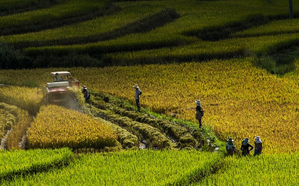 11勐海.jpg 11勐海.jpg